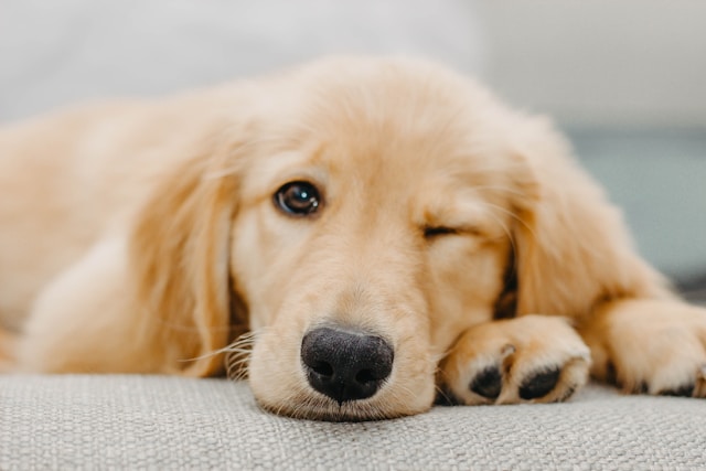 犬いっぴきのんびりしている